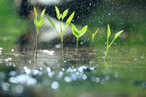 On Shemini Atzeres, we begin to recite the prayer for rain.